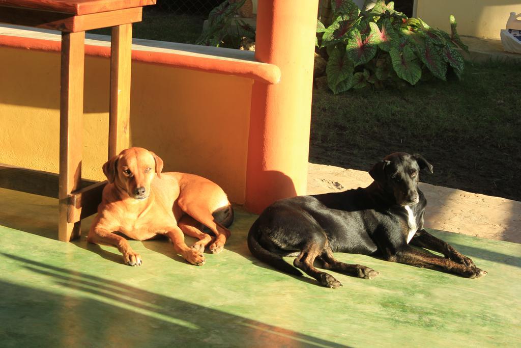 Gipsy Ranch Rooms Cabarete Exterior foto